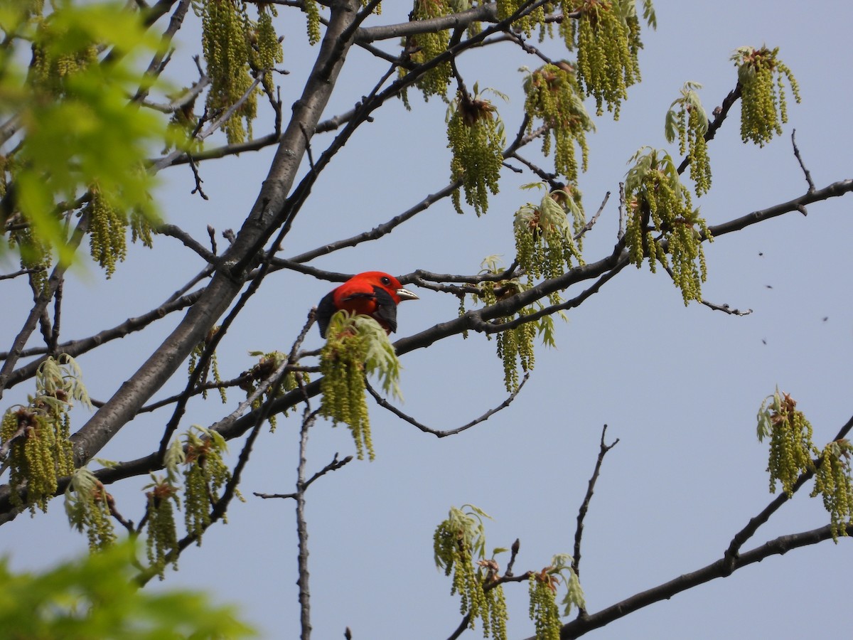 Scarlet Tanager - ML619095317