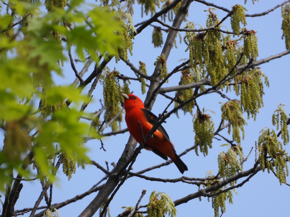 Scarlet Tanager - ML619095318