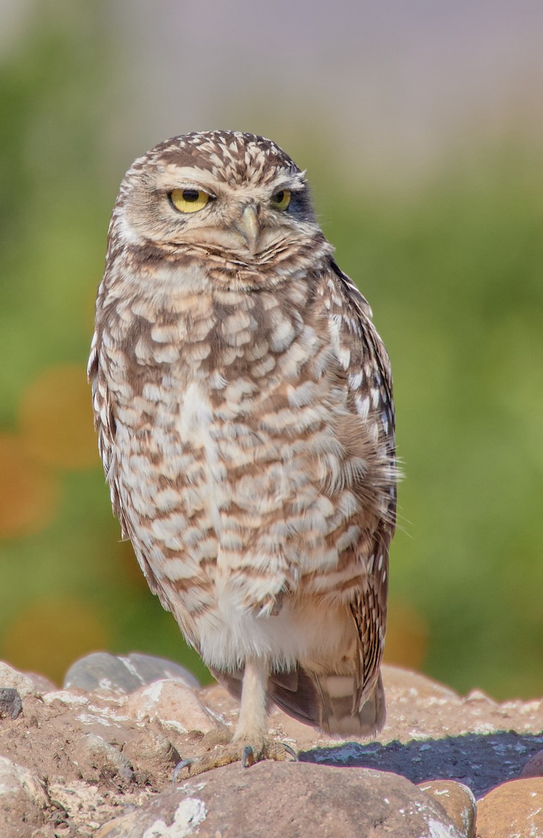 Burrowing Owl - ML619095348