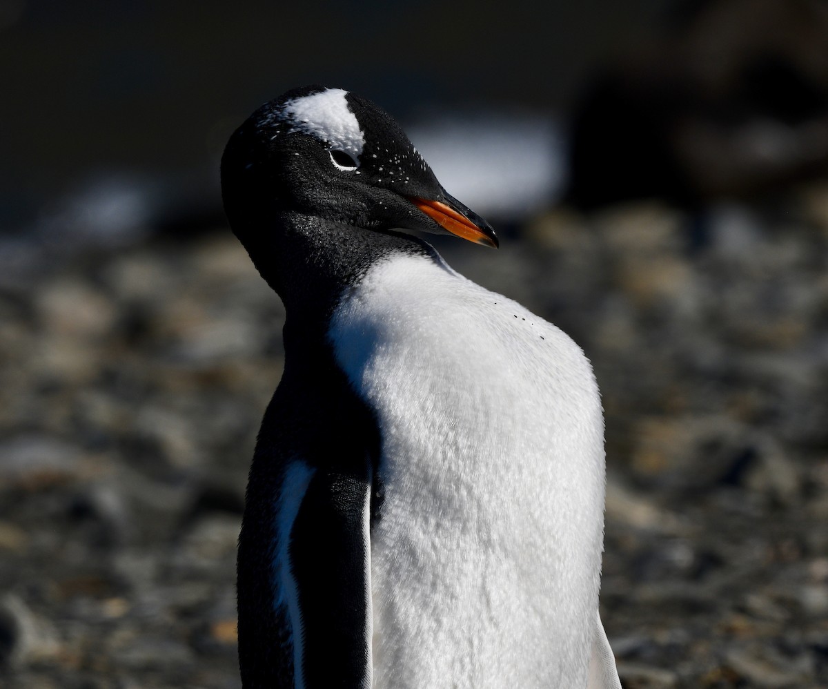 Gentoo Penguin - ML619095411