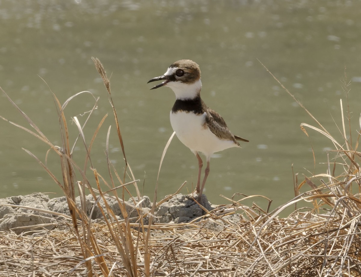 Collared Plover - ML619095425