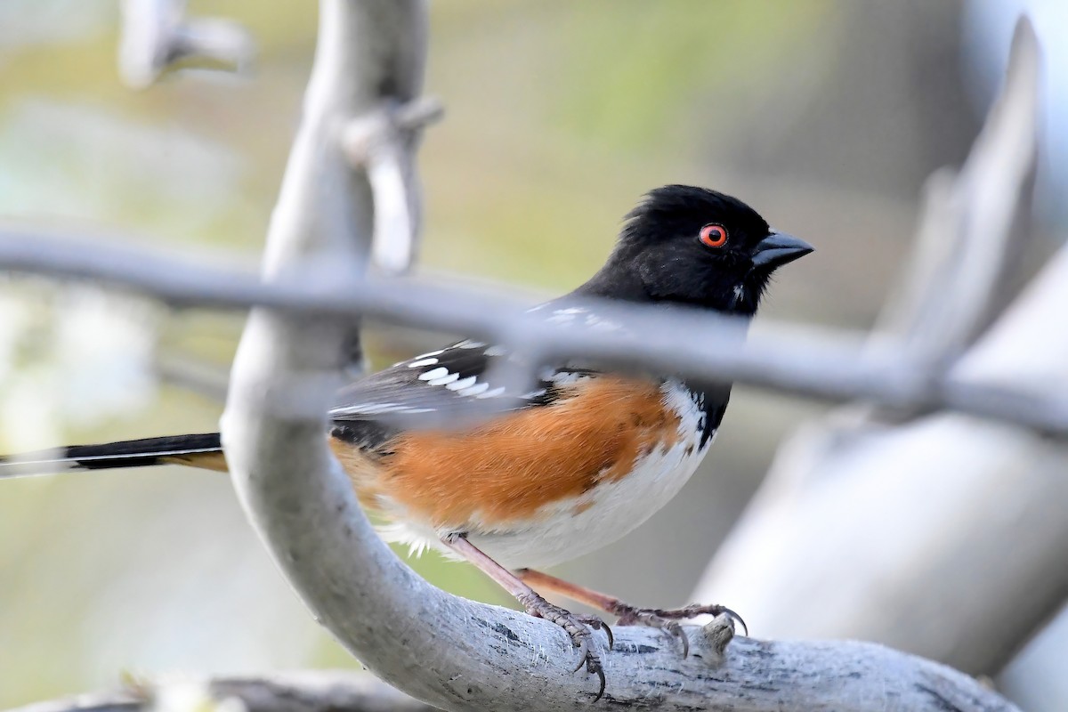 Spotted Towhee - ML619095427