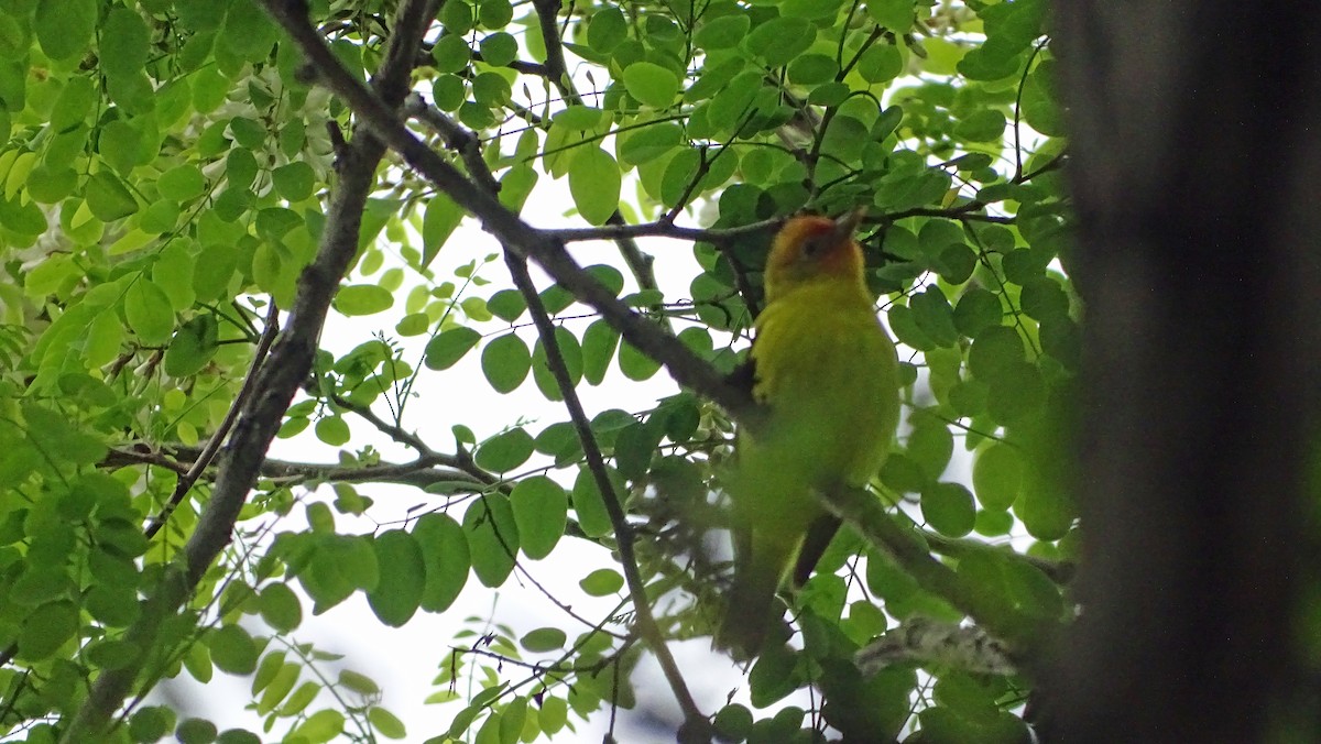 Western Tanager - ML619095439