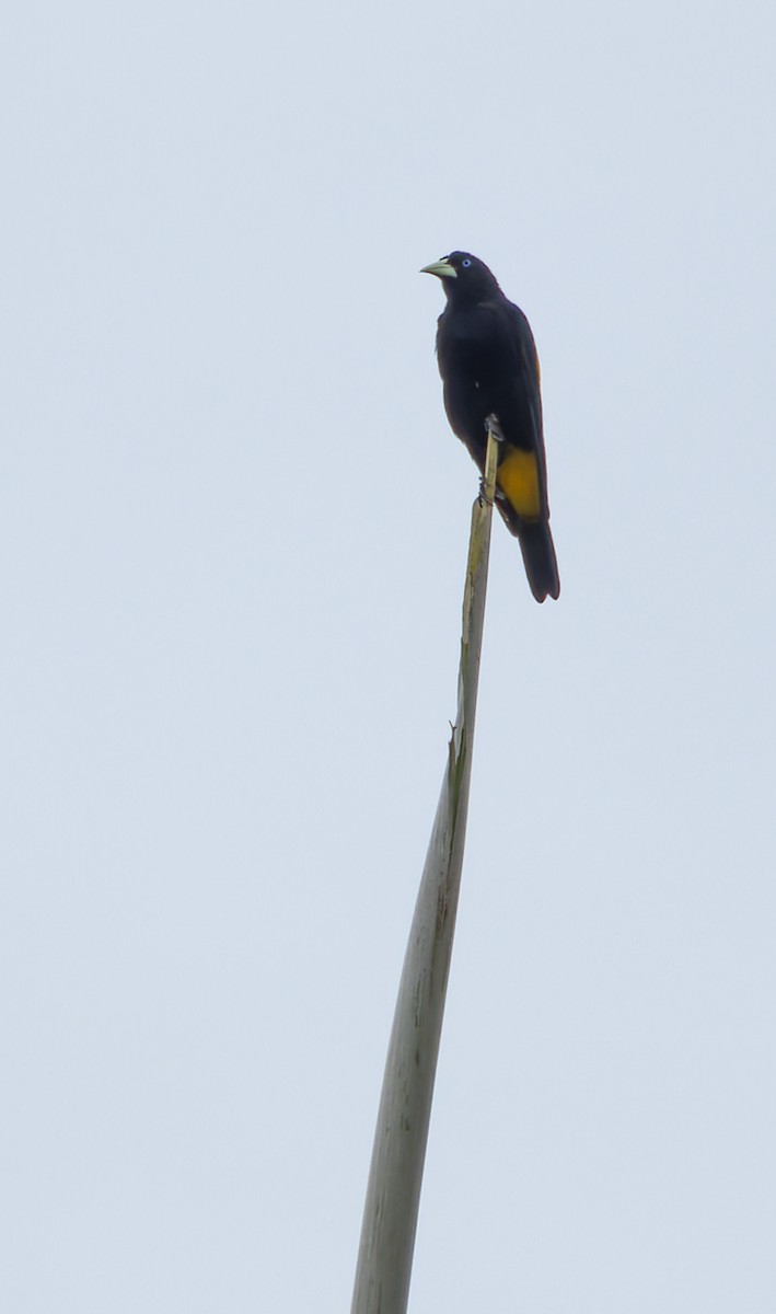 Yellow-rumped Cacique - ML619095445