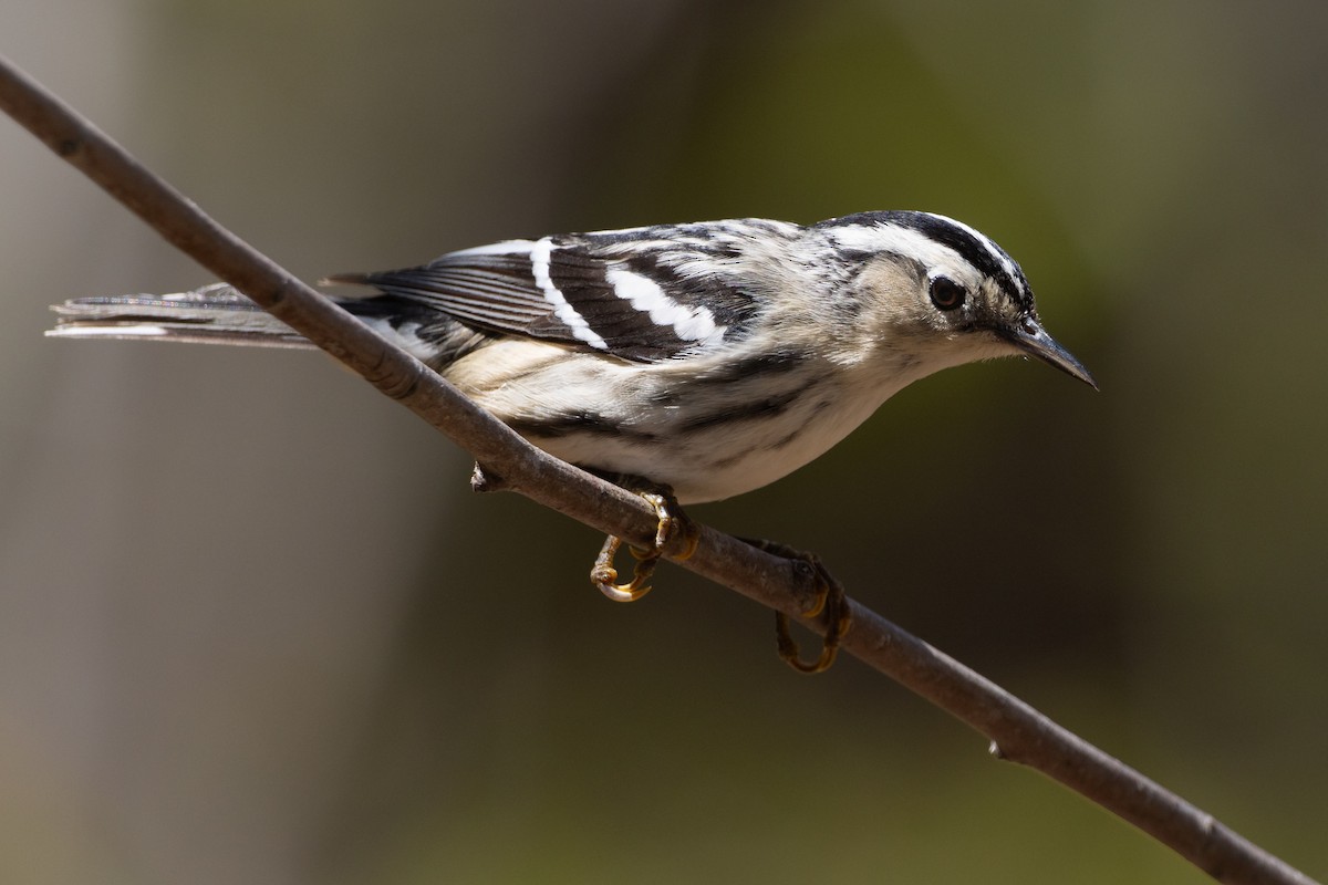 Black-and-white Warbler - ML619095449