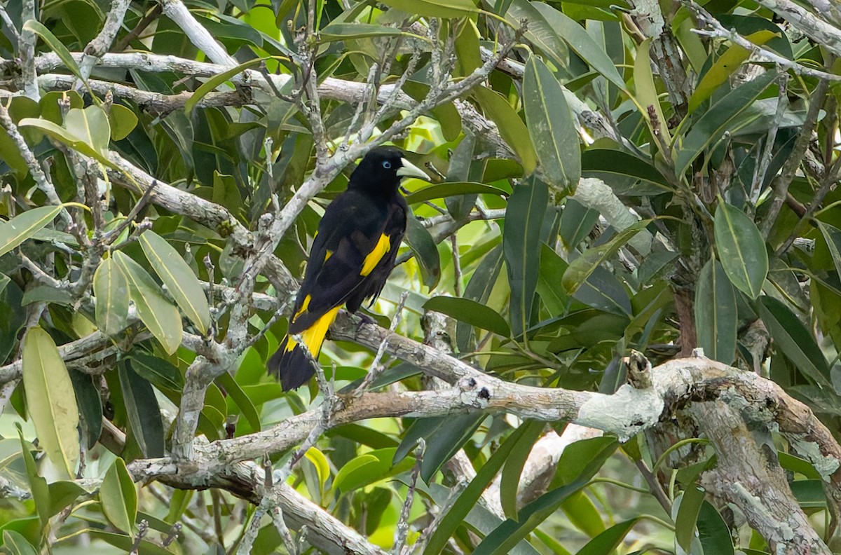 Yellow-rumped Cacique - ML619095455