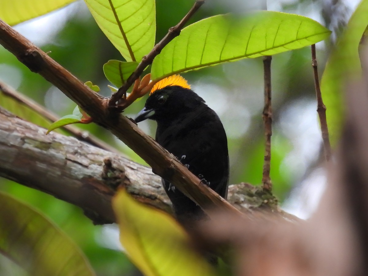 Tawny-crested Tanager - ML619095461