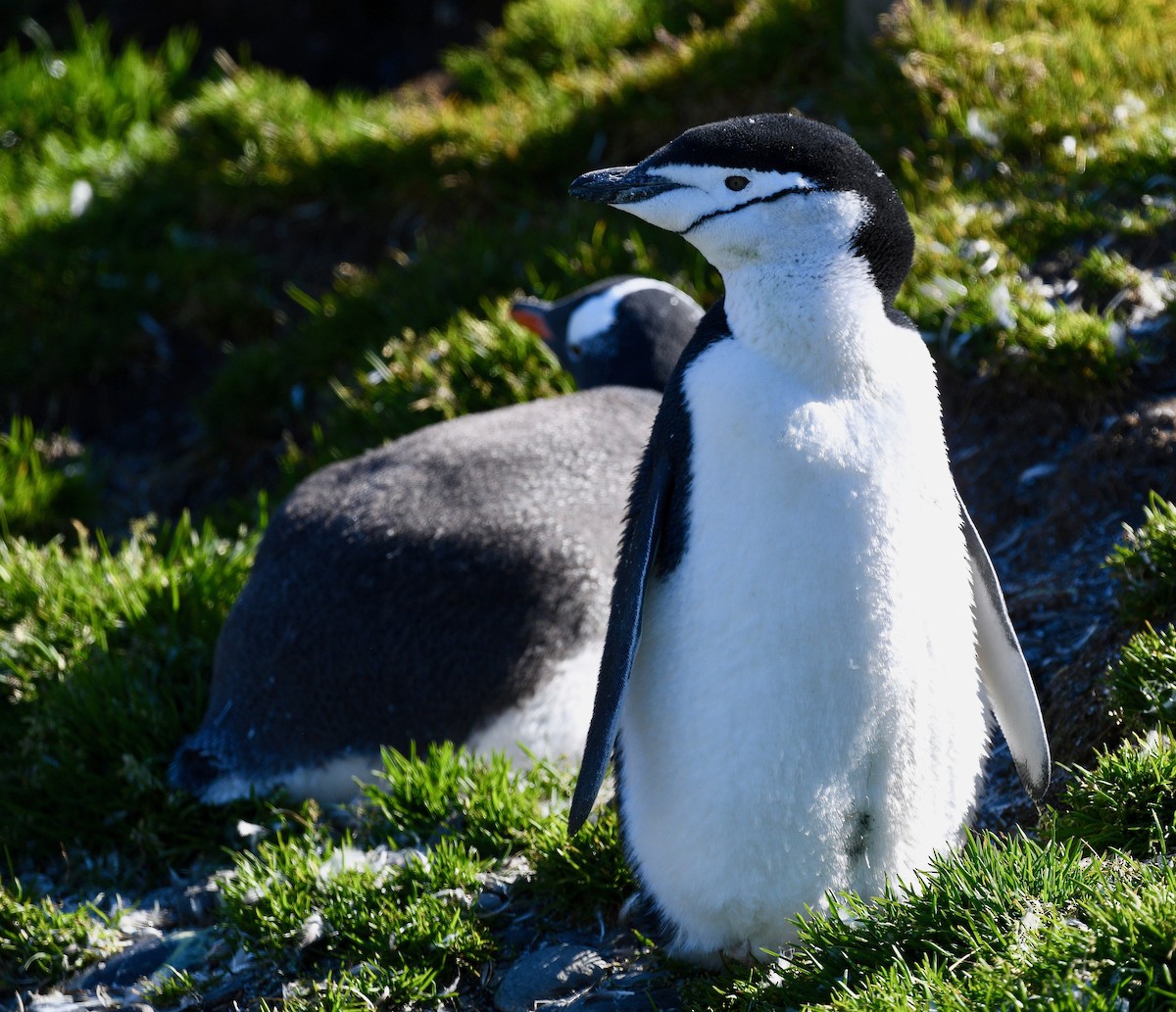 Пінгвін антарктичний - ML619095476