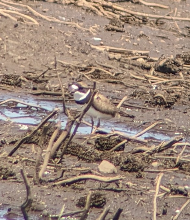 Semipalmated Plover - ML619095495