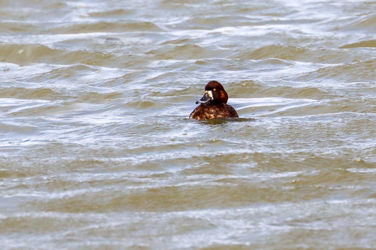 Greater Scaup - ML619095556