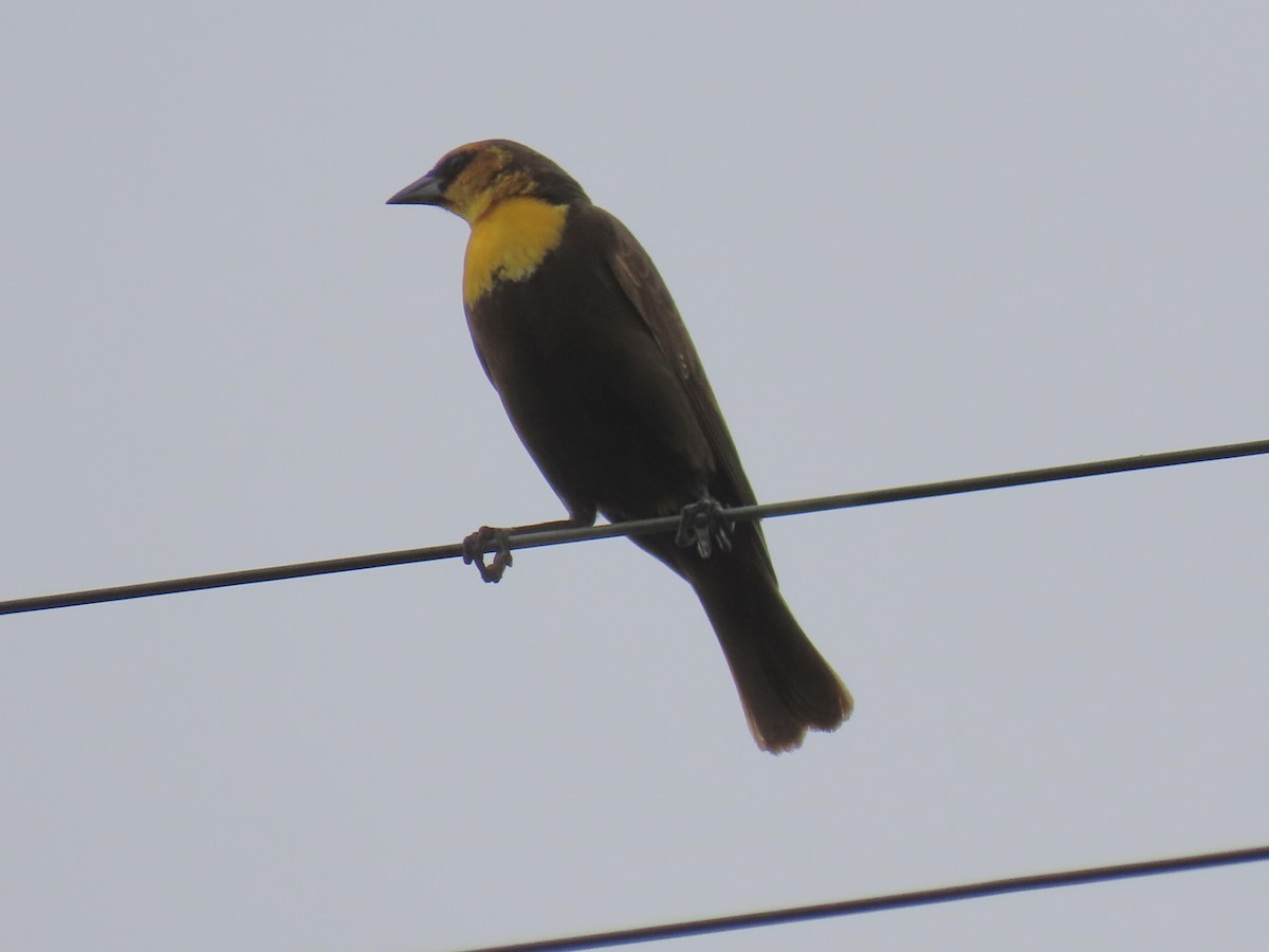Yellow-headed Blackbird - ML619095558