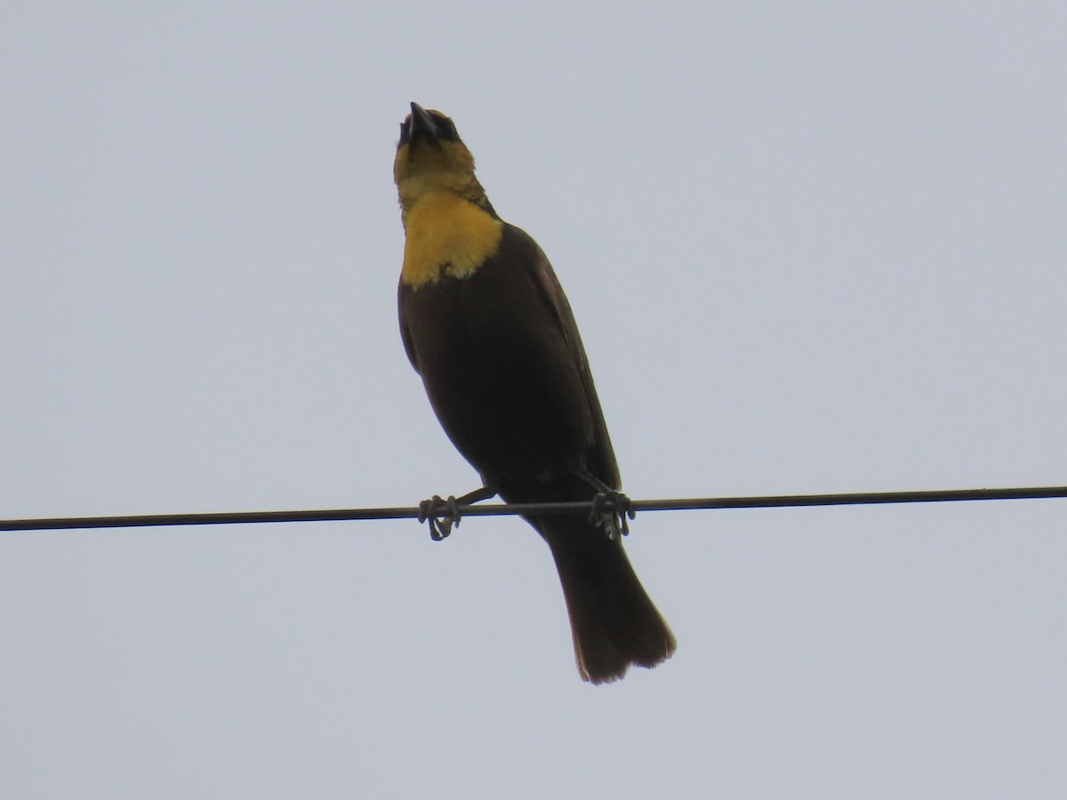 Yellow-headed Blackbird - ML619095559