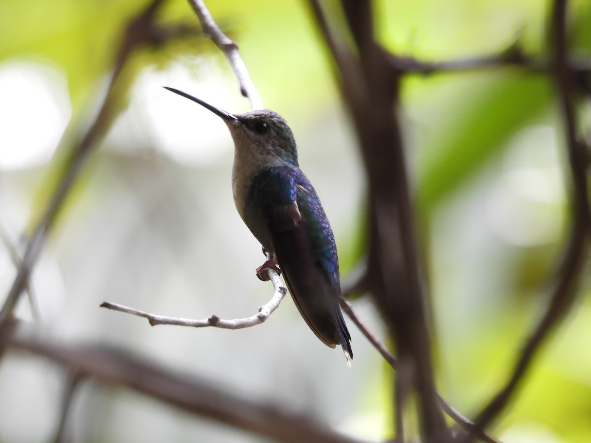 kolibřík vidloocasý - ML619095560