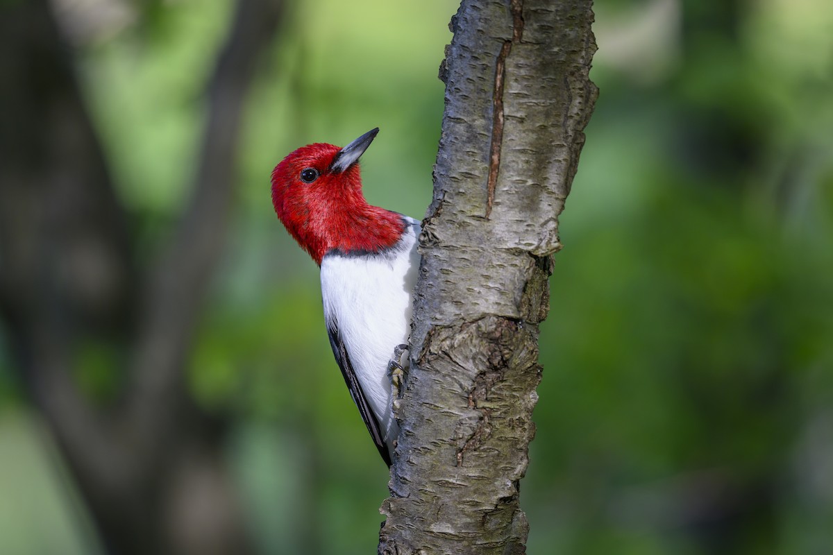 Red-headed Woodpecker - ML619095592