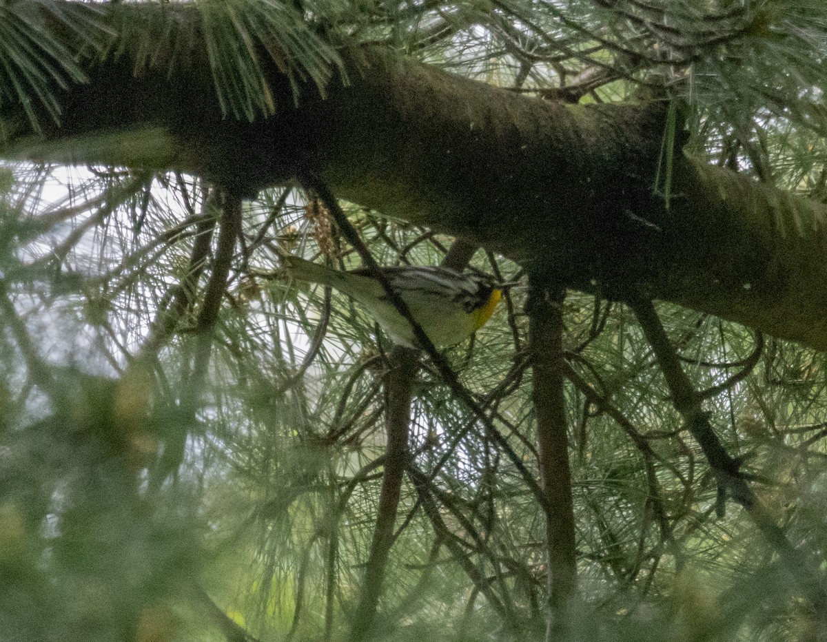 Yellow-throated Warbler - ML619095621