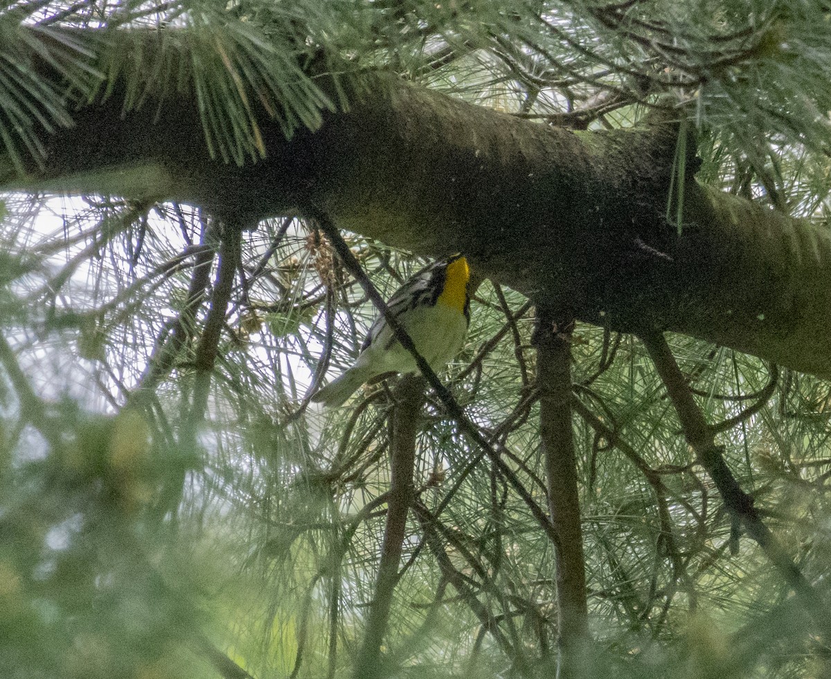 Yellow-throated Warbler - ML619095622