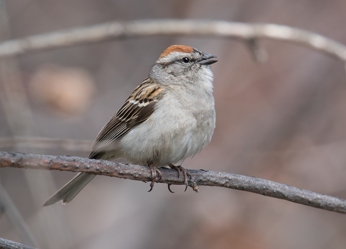 Chipping Sparrow - ML619095646