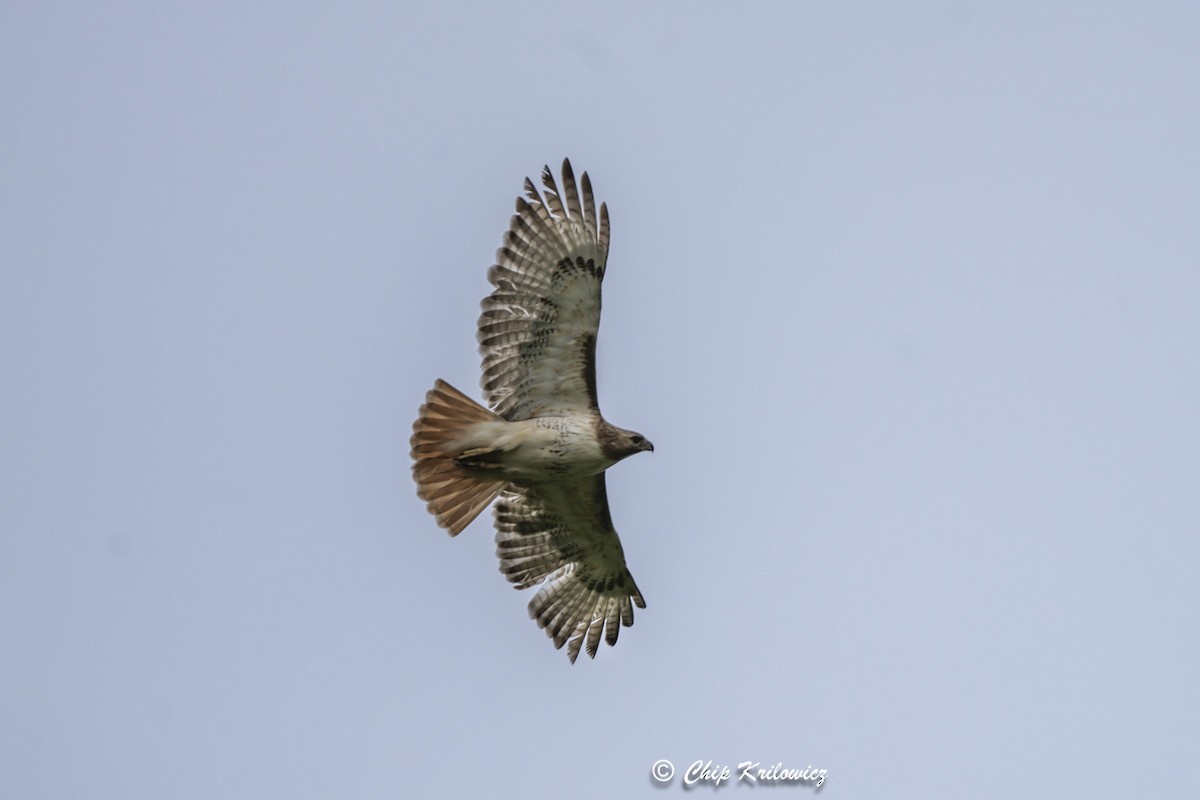 Red-tailed Hawk - ML619095654