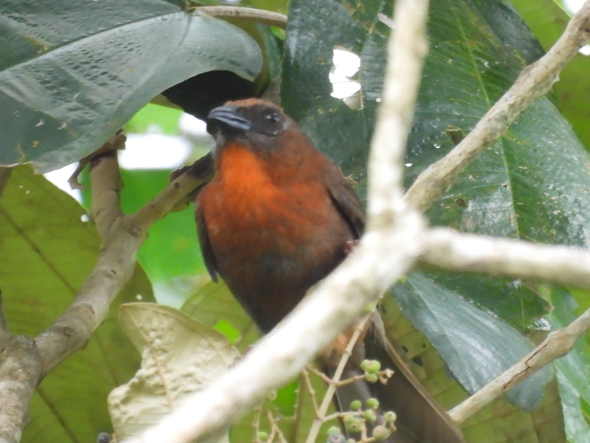 Red-throated Ant-Tanager - ML619095655