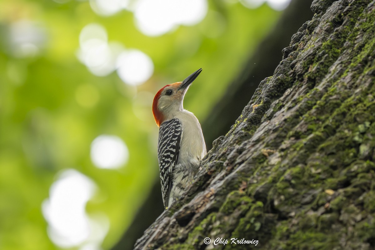 Red-bellied Woodpecker - ML619095666
