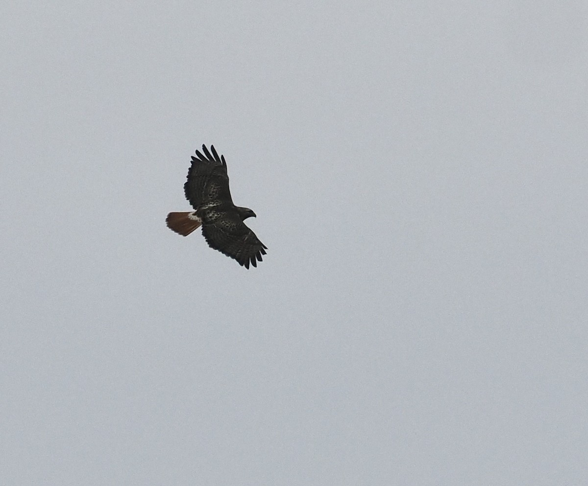 Red-tailed Hawk - ML619095693