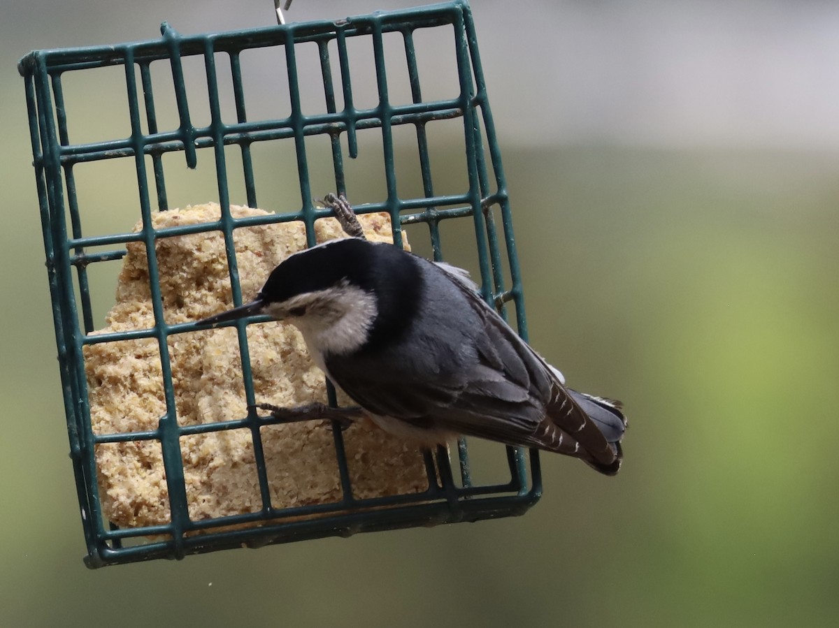 White-breasted Nuthatch - ML619095701