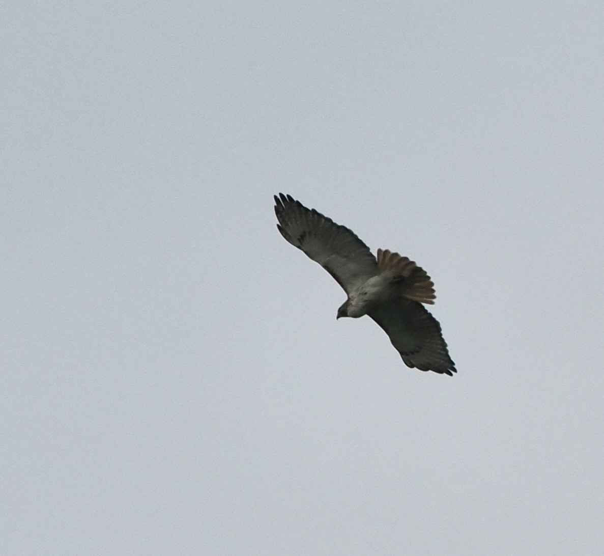 Red-tailed Hawk - ML619095702