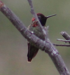 Anna's Hummingbird - Richard Breisch
