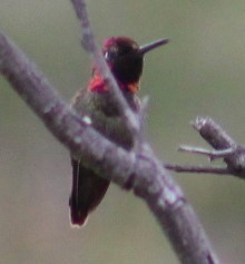 Anna's Hummingbird - ML619095722