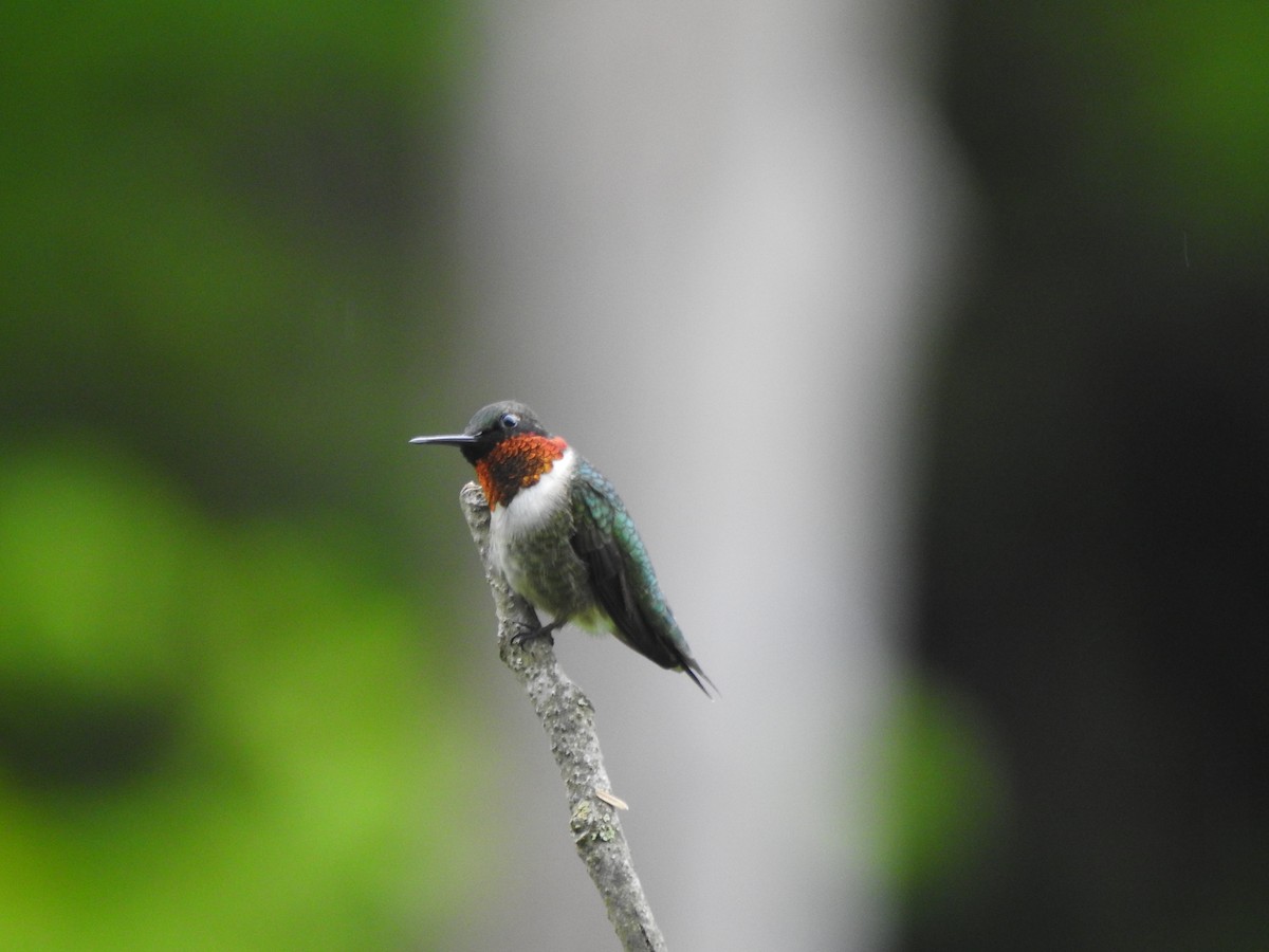 Ruby-throated Hummingbird - ML619095731