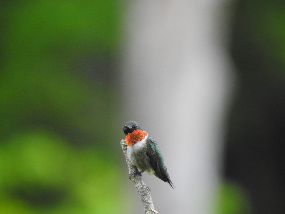 Ruby-throated Hummingbird - leanne grieves