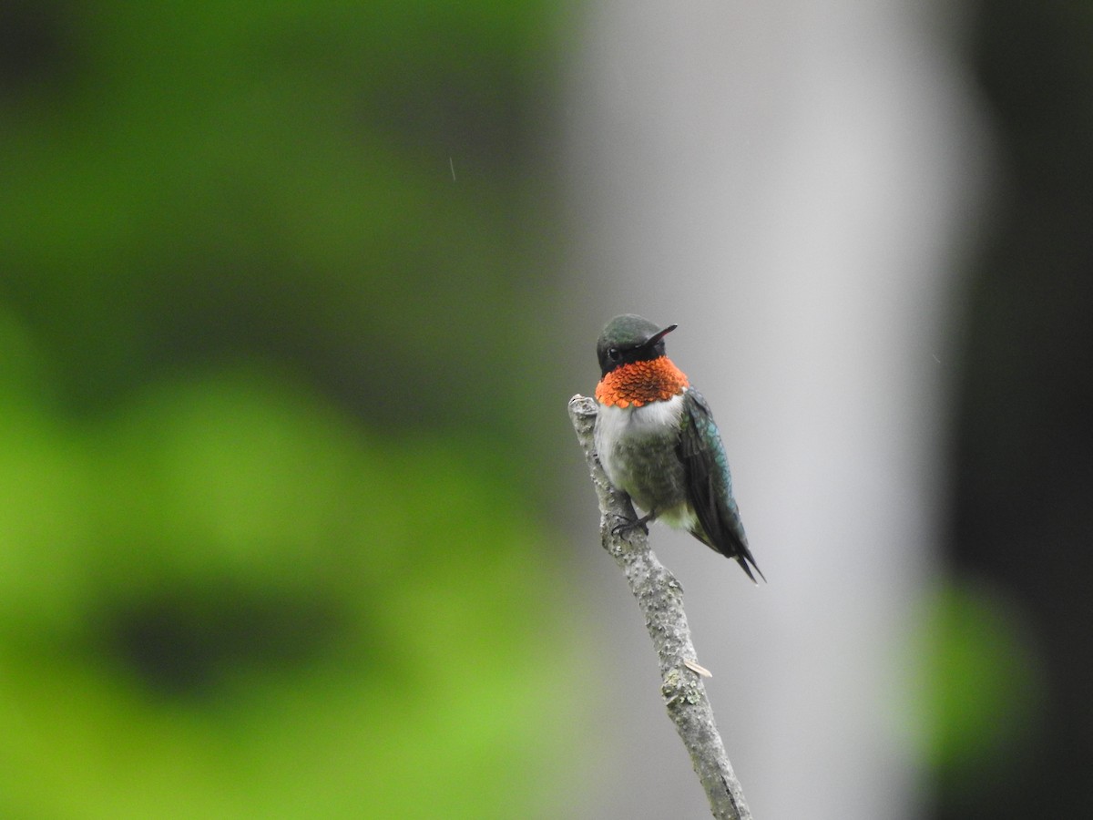 Ruby-throated Hummingbird - ML619095733