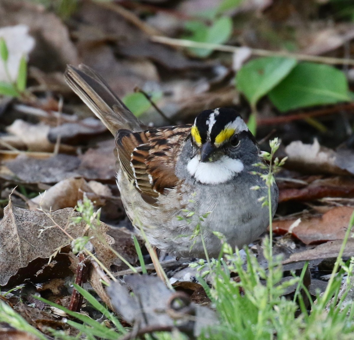 White-throated Sparrow - ML619095734