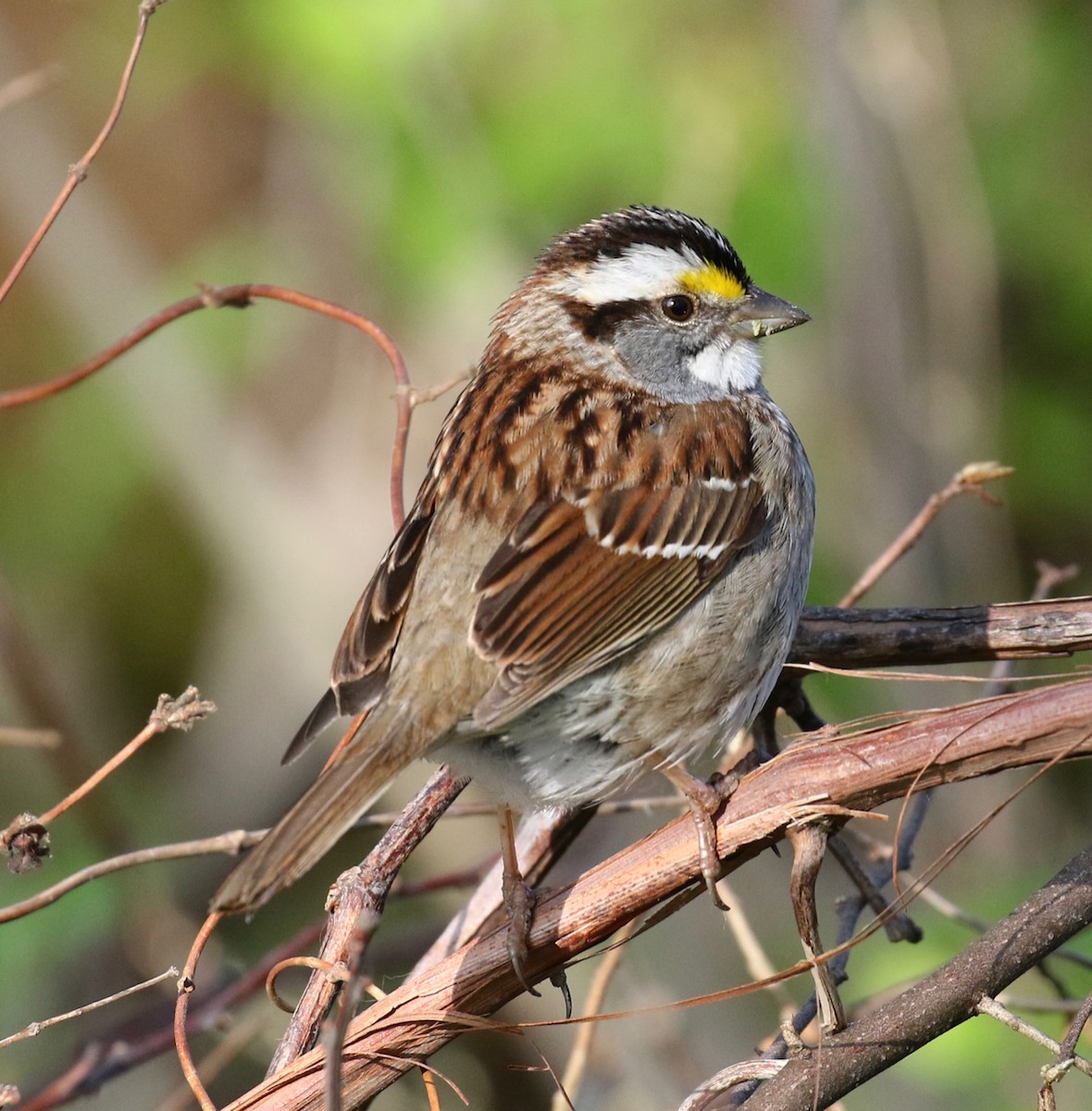 White-throated Sparrow - ML619095737