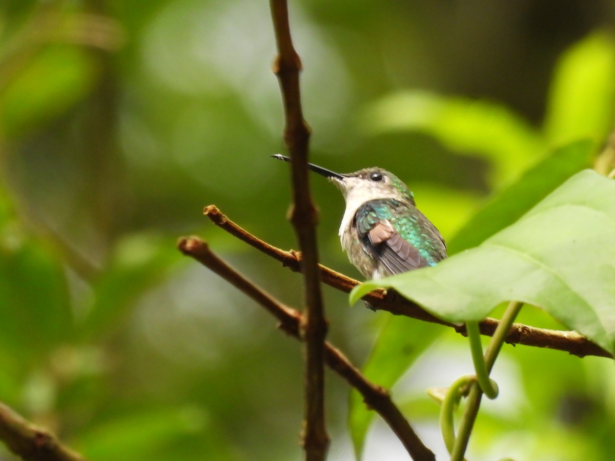 Stripe-tailed Hummingbird - ML619095748