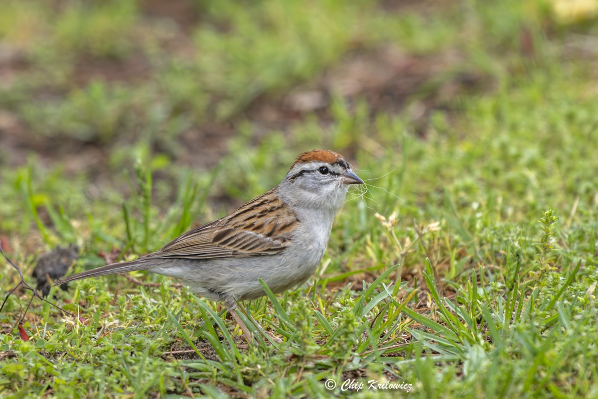 Chipping Sparrow - ML619095753