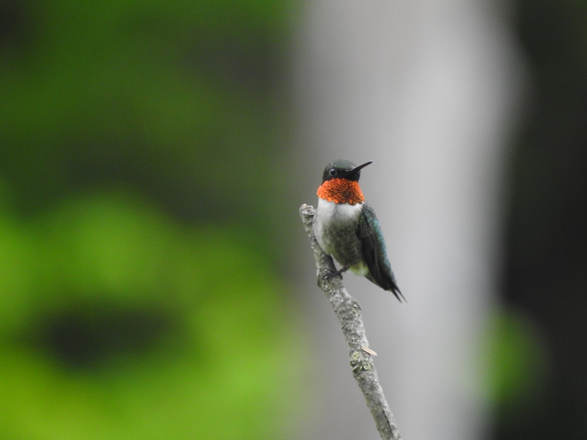 Ruby-throated Hummingbird - ML619095754