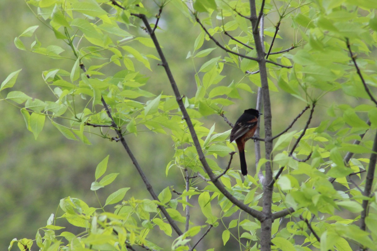 Orchard Oriole - ML619095789
