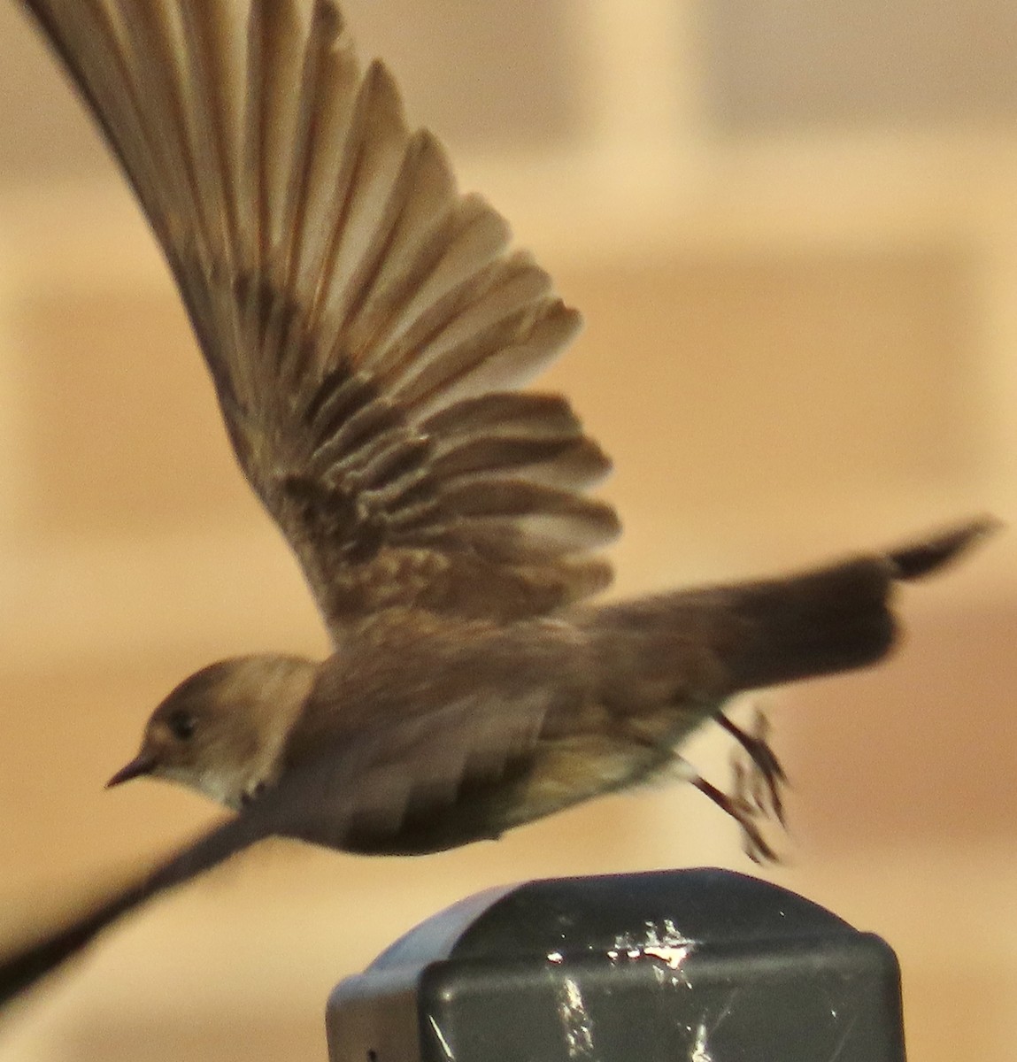 Northern Rough-winged Swallow - ML619095793