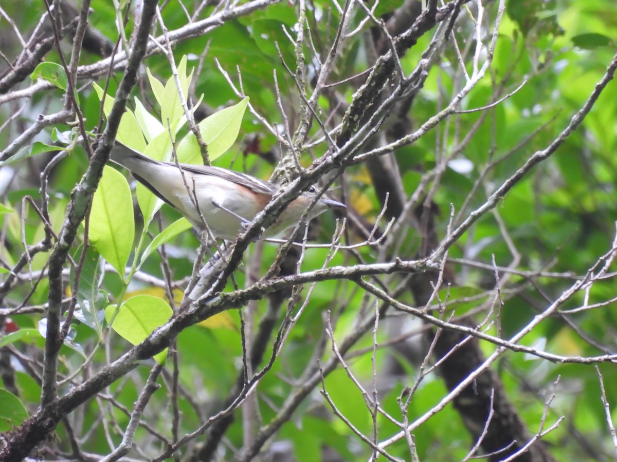 Bay-breasted Warbler - ML619095794