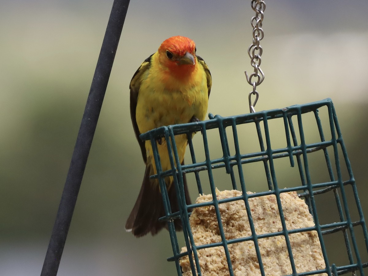 Western Tanager - ML619095815