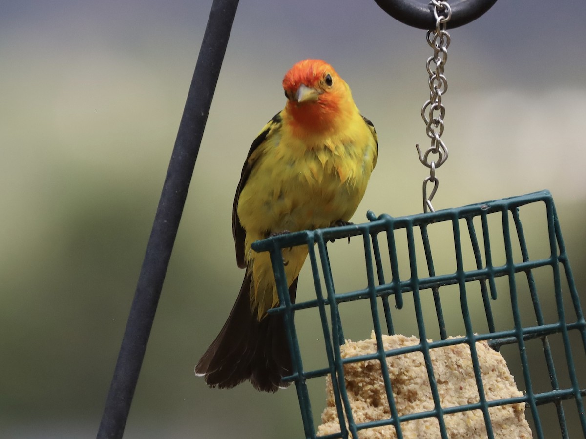 Western Tanager - ML619095816