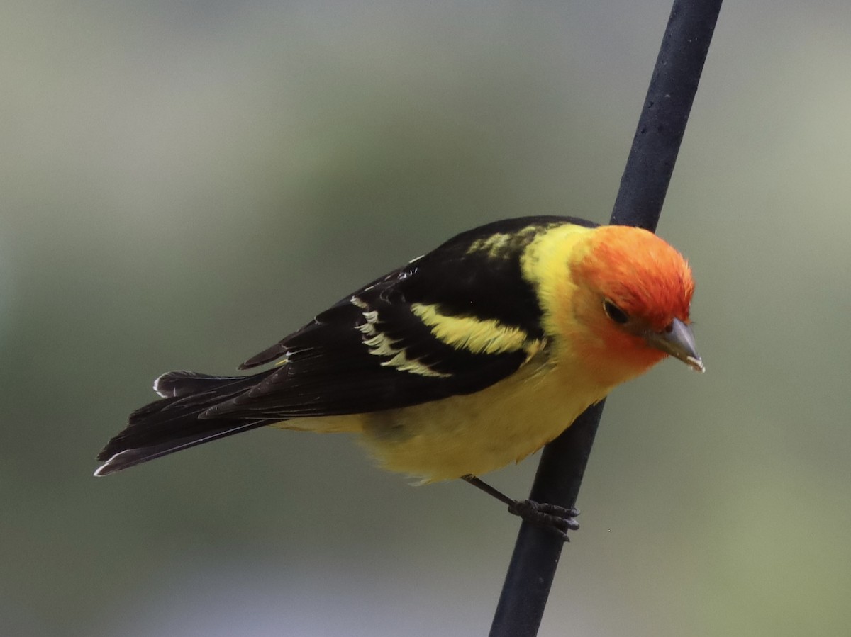 Western Tanager - ML619095817