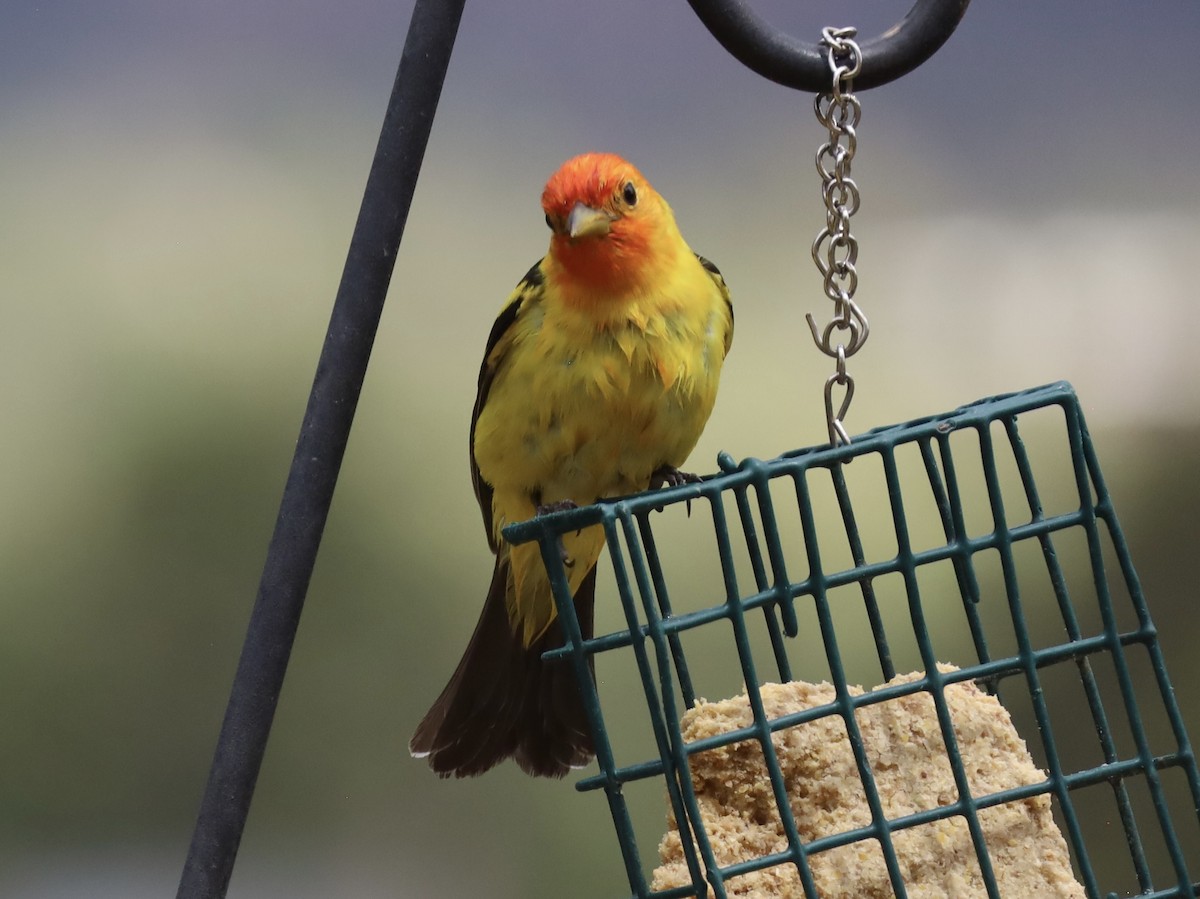 Western Tanager - ML619095818