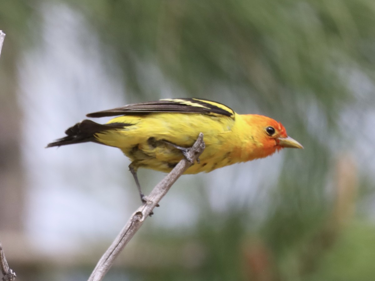 Western Tanager - ML619095819