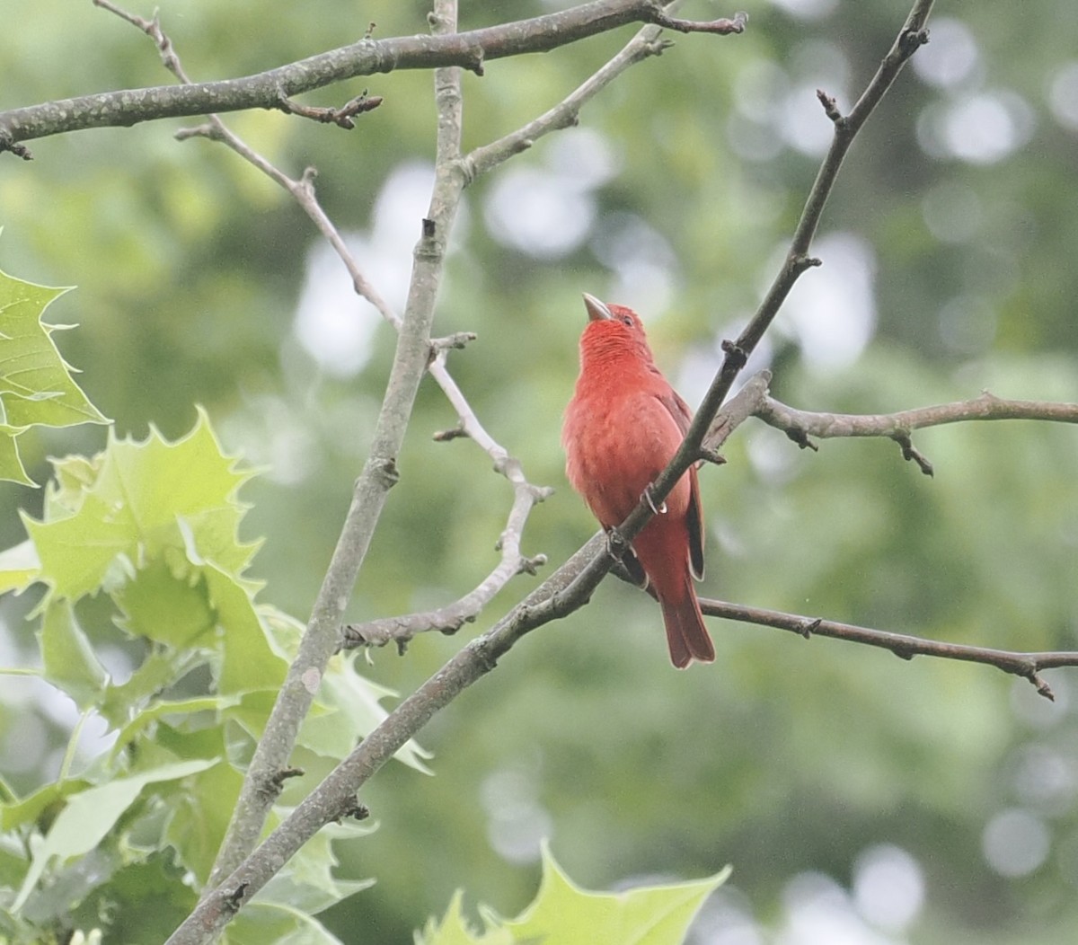 Summer Tanager - Bob Foehring