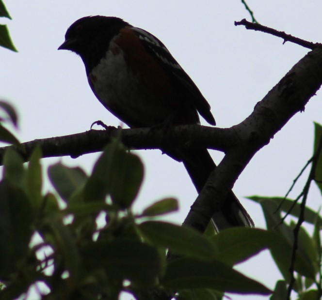 Spotted Towhee - ML619095835