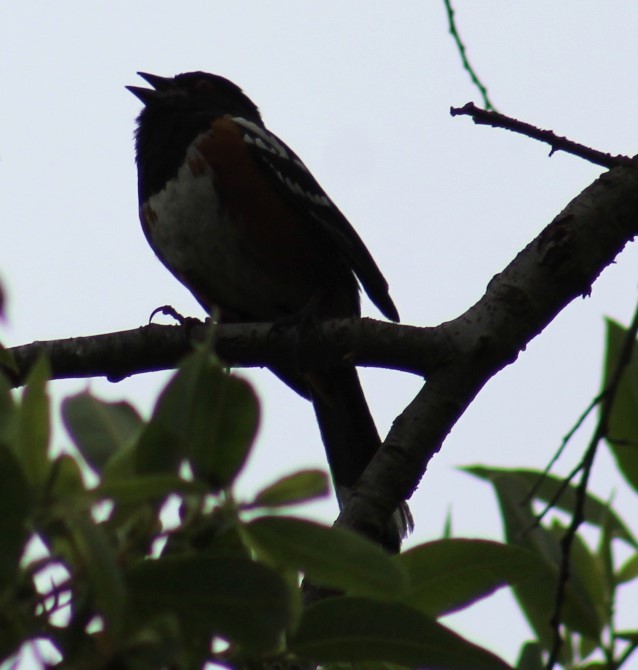 Spotted Towhee - ML619095836