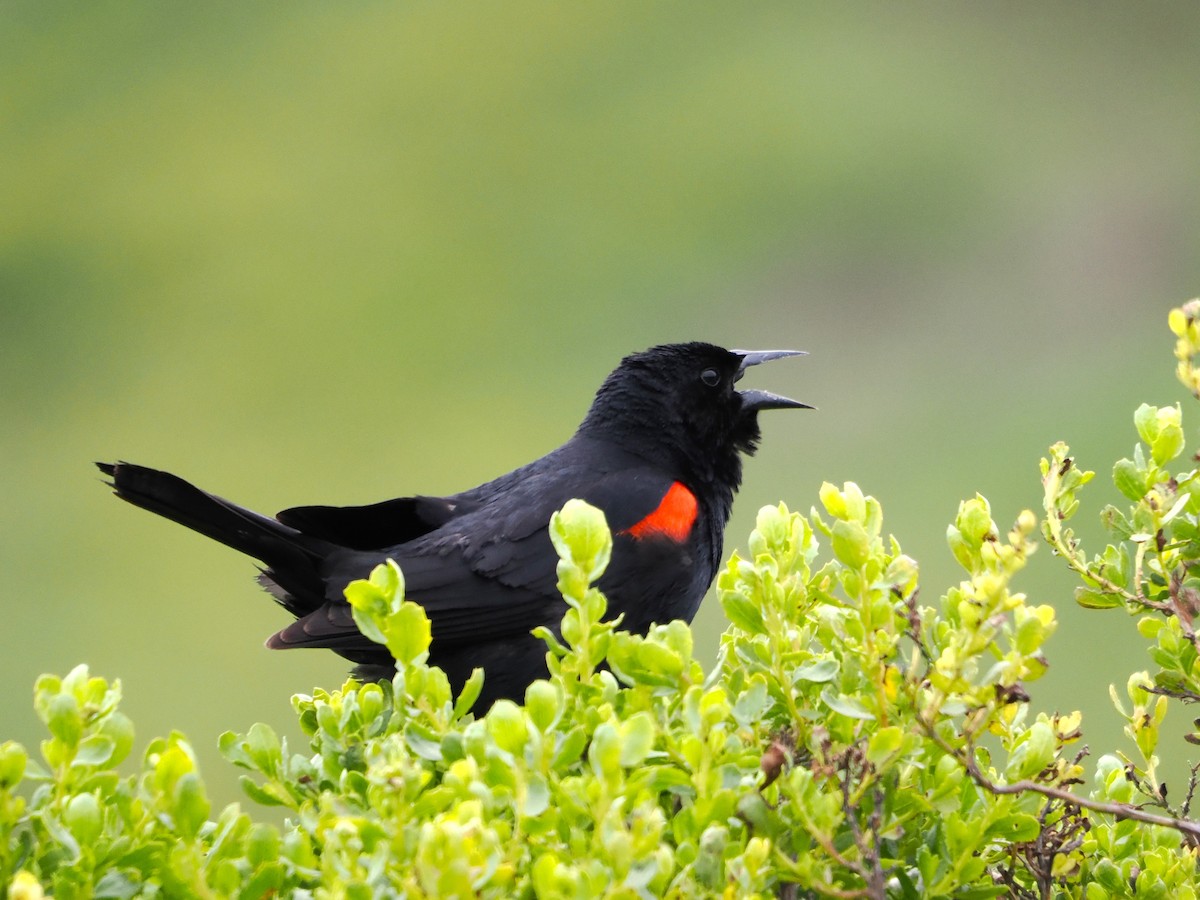 Red-winged Blackbird - ML619095863