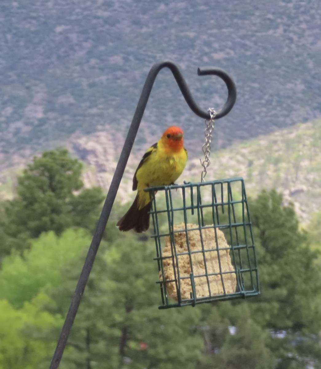 Western Tanager - ML619095864